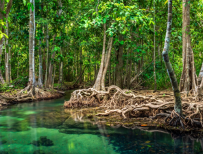 Nabat to Combine AI & Robots to Rescue of Mangroves